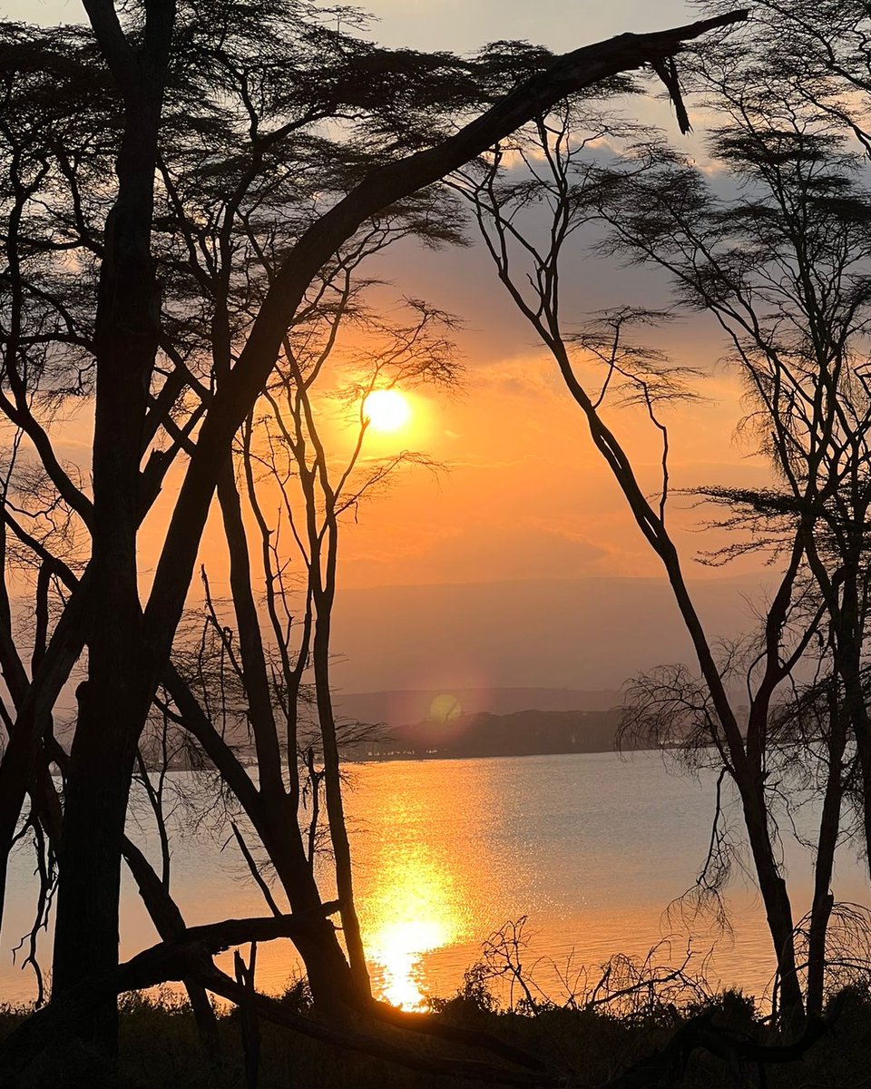 Sunrise: proof the best things in life are free. 💛

📷 @RhinoArk /@calgaryzoo Mountain Forest Partnership.

#RhinoArkNature #naturephotography #sunrise #goldensunrise #goldensunrises #nature #lakenaivasha #reflections #sunreflection #lakeside #magicalkenya #scenic
