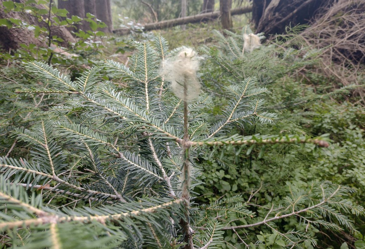 <a href="/BaySF_Direkt/">Bayerische Staatsforsten</a> Und damit die Tannenverjüngung auch langsam richtig gut wird trägt sie in #Sonthofen am liebsten Schafwolle #Verbissschutz
