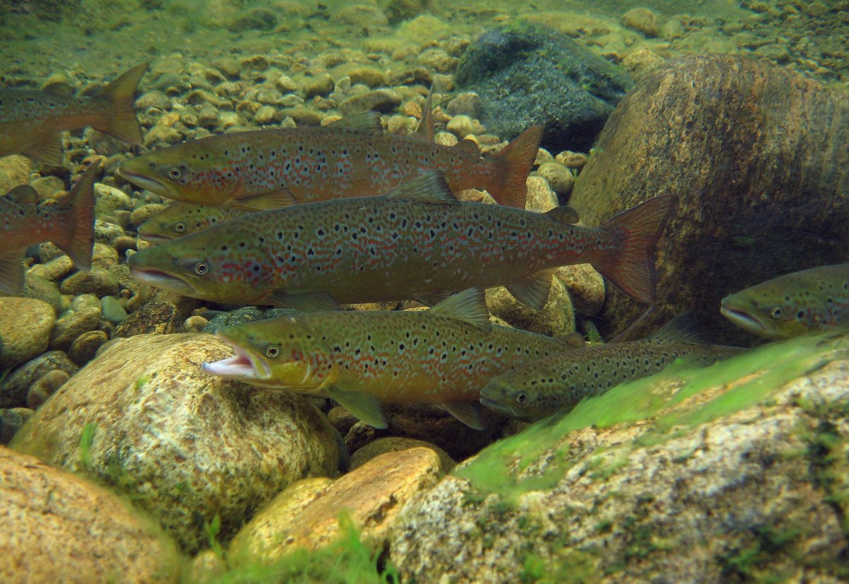 Tervetuloa seuraamaan Luken lohilive-lähetystä Tenojoelta. Bongaatko virrasta harjuksia tai taimenia? Isoja lohia näkyy enemmän syyskuun loppupuolella niiden noustessa kutemaan. Lohilive palkitsee käsivällisen katsojan! 🐟🐟#lohilive luke.fi/lohilive
