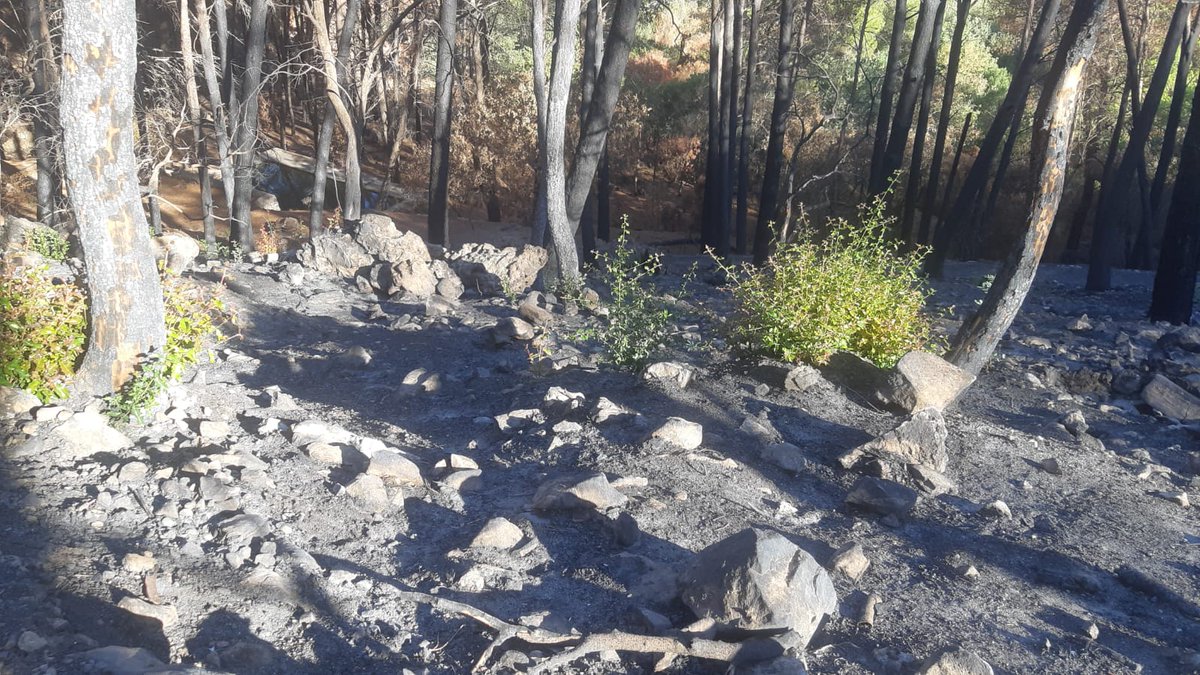 😲La capacidad de regeneración que tiene el medio natural es asombrosa. 

✅Esta mañana, en la zona de Jarapalos, incendio del mes de julio #IFMijas  (Mijas-Alhaurín de la Torre-Alhaurín el Grande), la naturaleza da paso a la nueva vida. 

🙏Ojalá llueva pronto y de forma suave..
