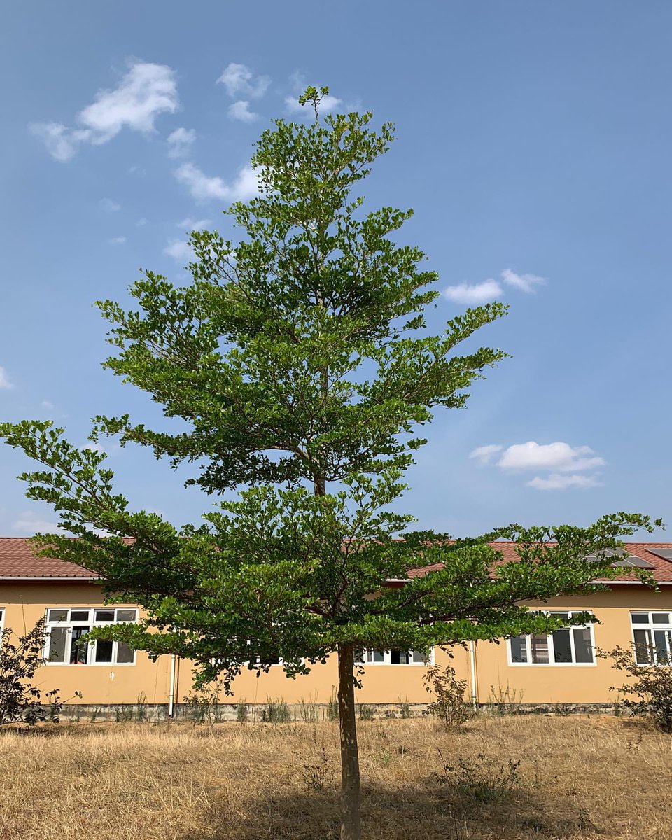 zoinsungg's tweet photo. Look my Terminalia tree in Tanzania has fully grown! https://t.co/KpA60ry7ZH