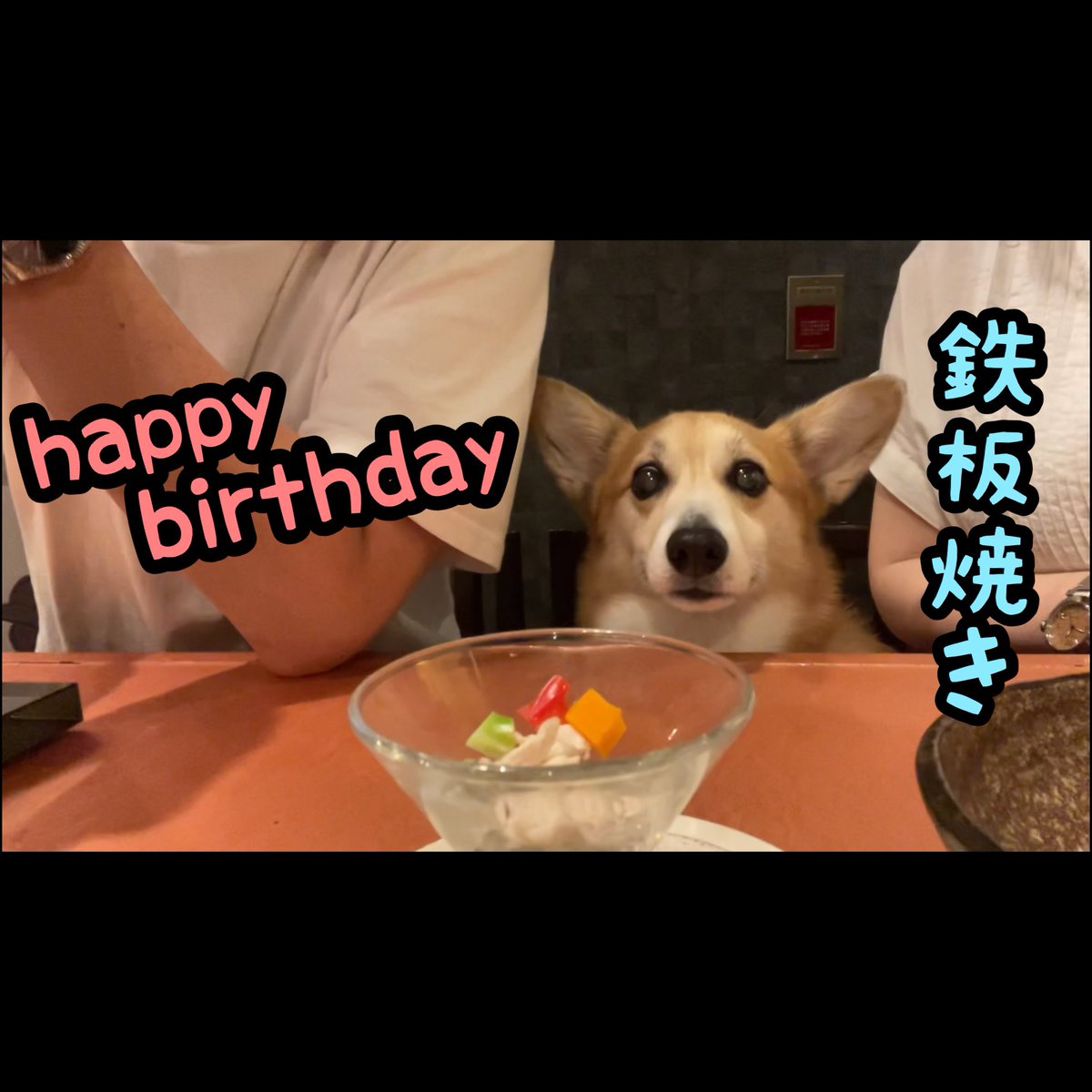 atmurnduke's tweet photo. 鉄板焼き店でのお誕生日会に参加したコーギー犬バロン https://t.co/FZfTGcdwwd @YouTubeより https://t.co/mHGlxvHZOn