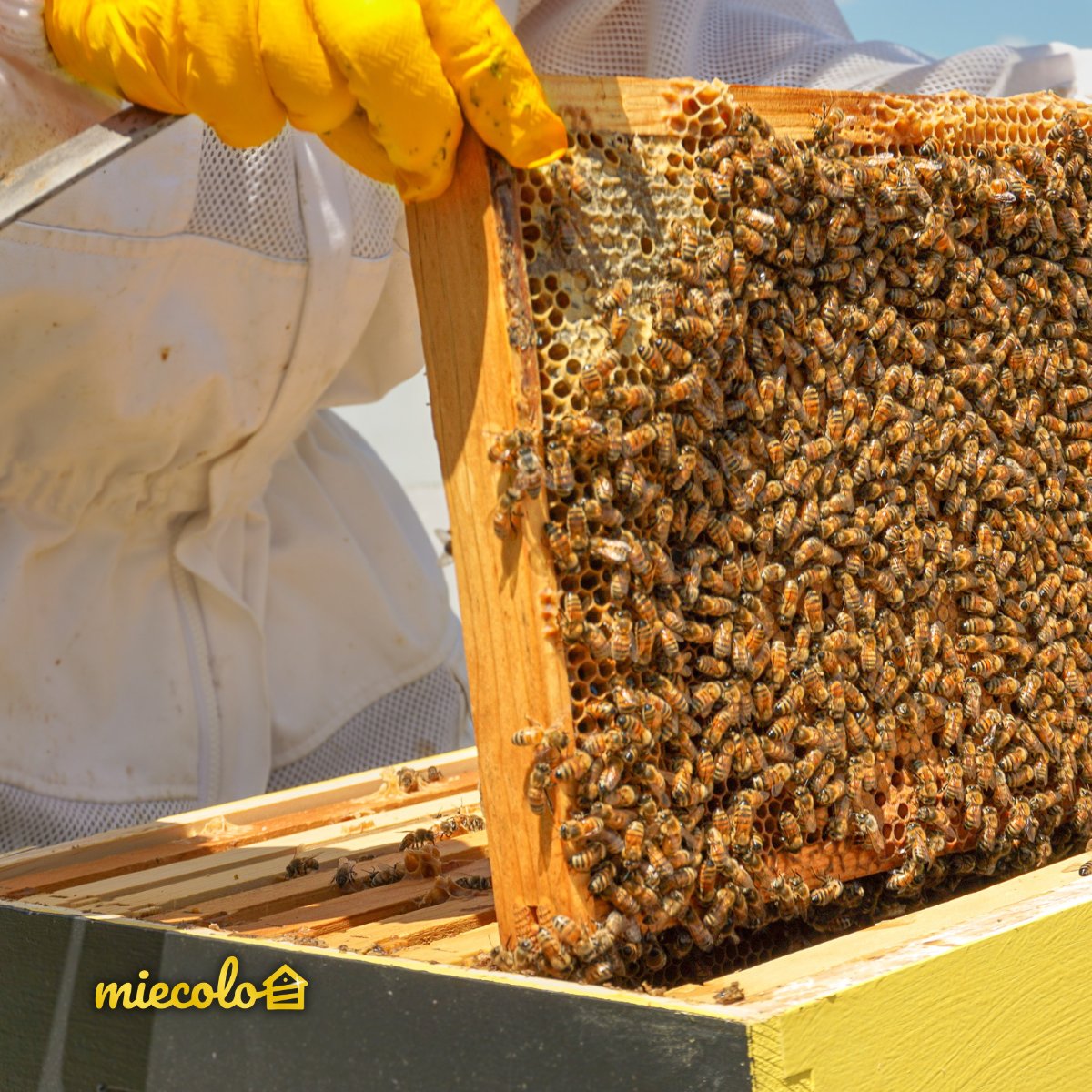 En période de #miellée, on recommande une #visite des #ruches tous les 5 à 10 jours 🐝
En hiver, une visite tous les 15 jours peut suffire pour s'assurer que les #abeilles se portent bien.

👉 Vous pouvez placer un couvercle transparent sur les cadres pour moins les déranger