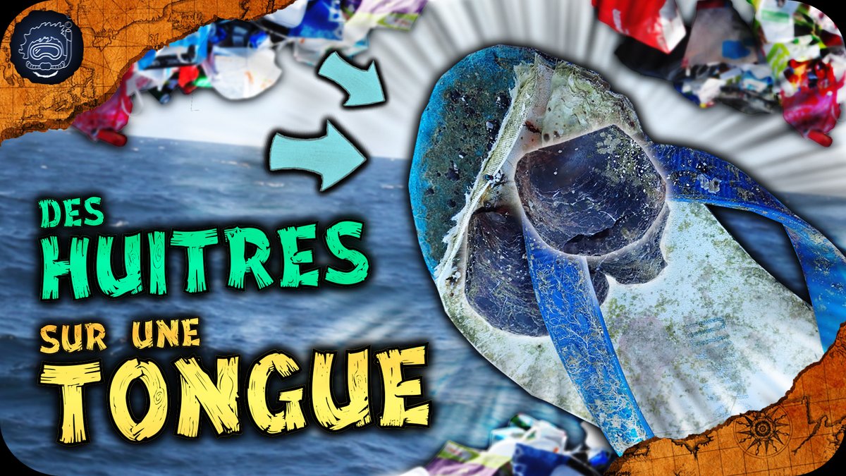 Melvak_'s tweet photo. Saviez-vous que des milliers d'animaux marins voyagent chaque jour sur des radeaux... insolites ? 😱

On en parle aujourd'hui dans cette nouvelle vidéo !
▶️https://t.co/dqb8SreWsu

Partage si toi aussi tu veux trouver huître à ton pied ✨ https://t.co/JiNFw8Axl7