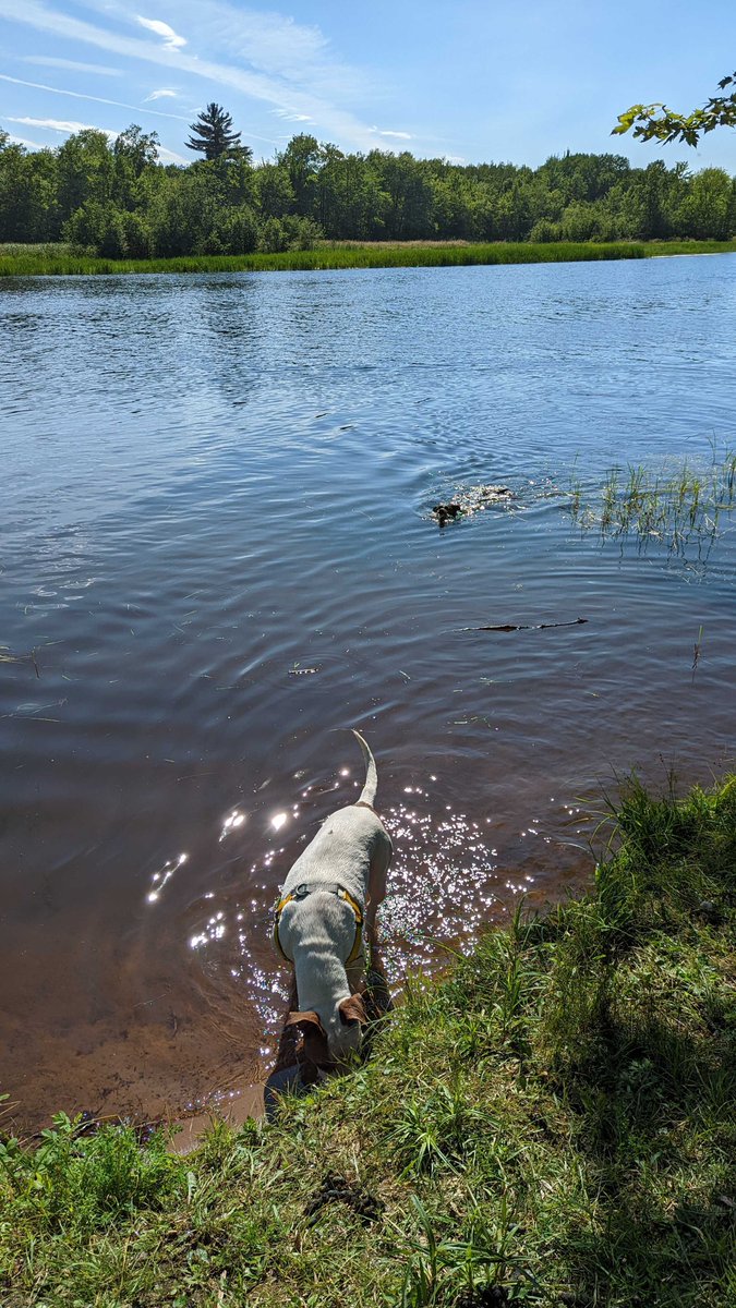 HeyGovApp's tweet photo. #FunFriday 🥳

Jerrica, from sister company @TownWebDesign took her pups swimming the other day! 

#HeyGovCommunity https://t.co/yqZ7drBx55