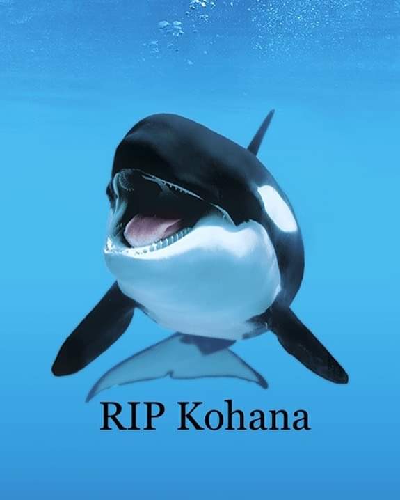 Kohana, 20, is the 3rd orca who has died at Loro Parque #SpainsShame within 18 months after Skyla (17 years old) died in March 2021, and Ula (three years old), died in August 2021. 

#OpSesWorld
#OpLoroParque
#Anonymous 
#DontBuyATicket