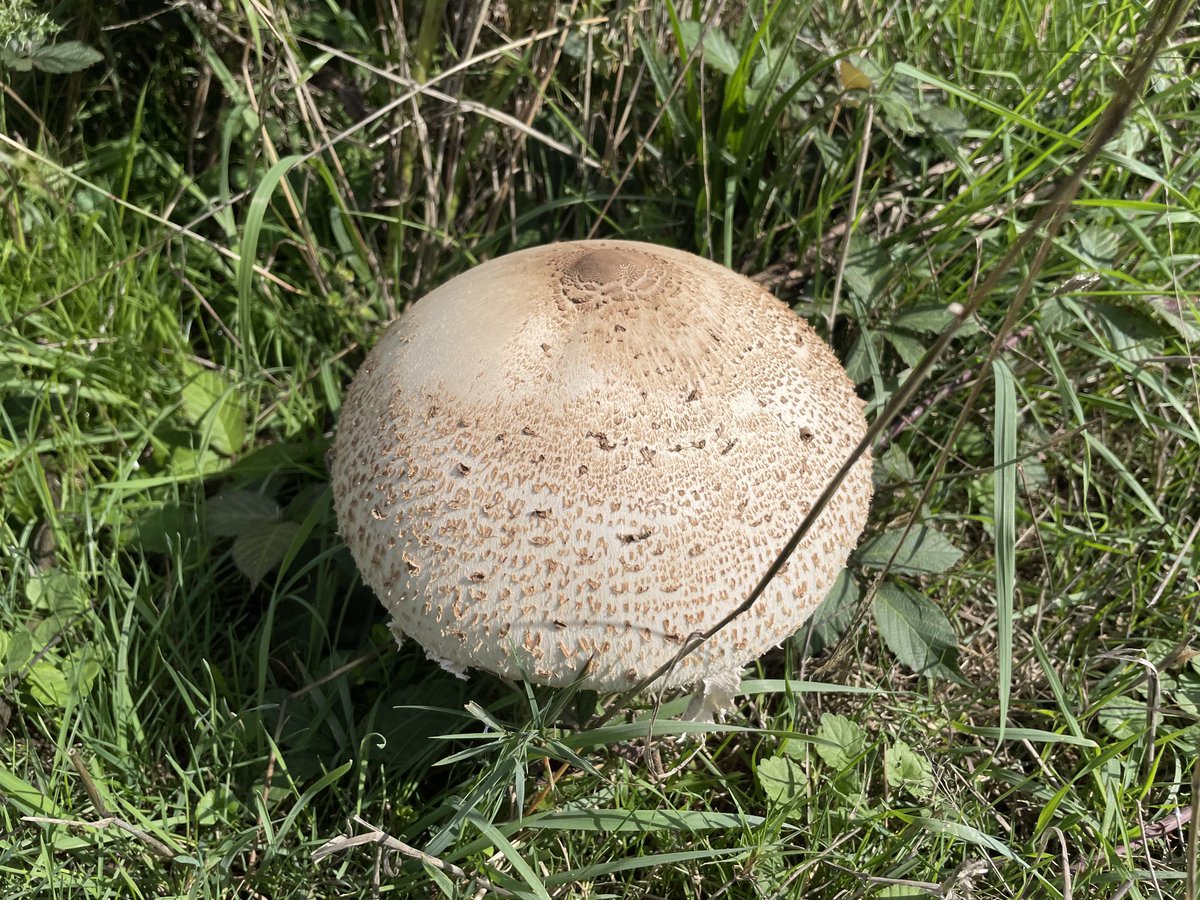 EmmaCameron9's tweet photo. Gorgeous day on #CissburyRing - saw several kestrels, what looked like two house martins and lots of giant mushrooms. Beautiful leaf patterns under the spreading oak. #WritingWalks @SussexWildlife @sdnpa @worthingbirding https://t.co/zmQMbvMFPN