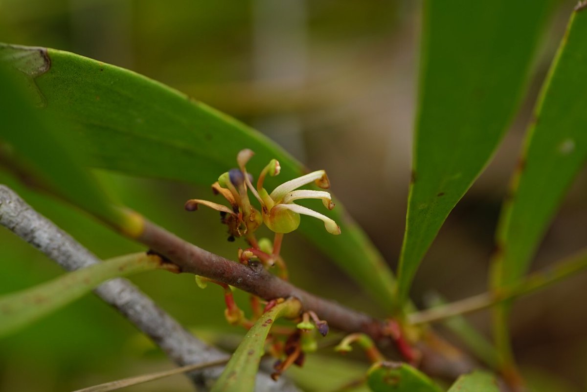lost_in_botany's tweet photo. #Strangea stenocarpoides #Proteaceae, strange from it’s flowers to it’s seed pod! This small prostrate shrub has a restricted range from Capel and Busselton in the north and further south near Albany, though common through its range https://t.co/rQTHuHrnbb