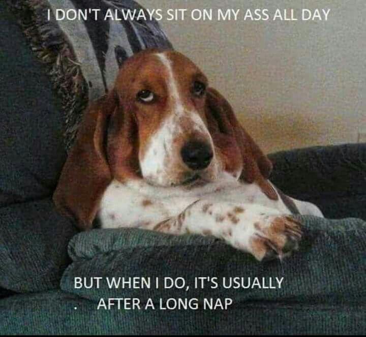 Apologies for the language, but I had to share this one!! #bassetlife ❤️🐶