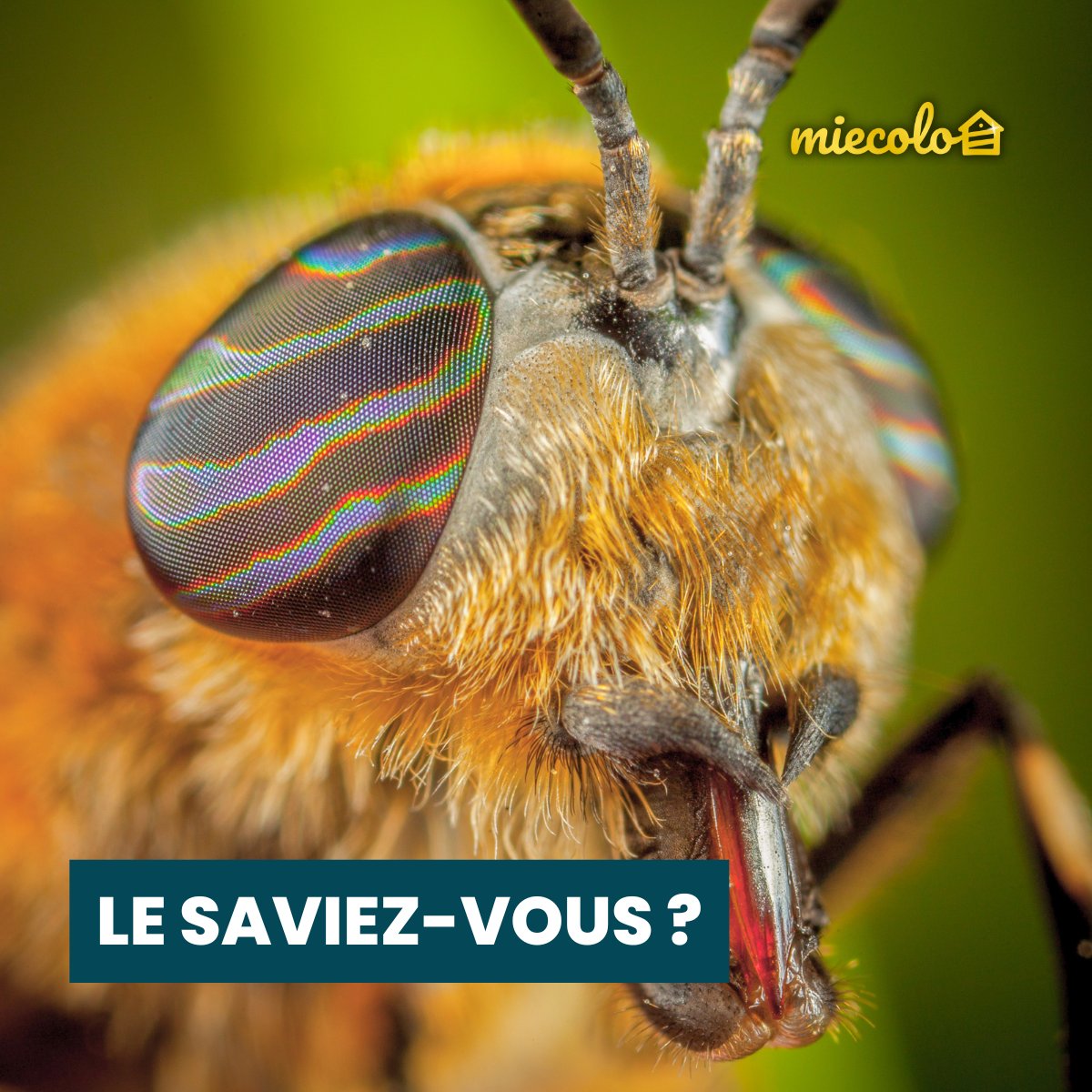 Les #abeilles possèdent 5 yeux 🐝

Le nombre de #facettes (petits trous dans les yeux) varie en fonction des abeilles : 3500 pour une #reine, 5000 pour une #ouvrière et 7500 pour un #faux-bourdon.
Une abeille voit environ 100 fois plus d'images par seconde que l'Homme 👀