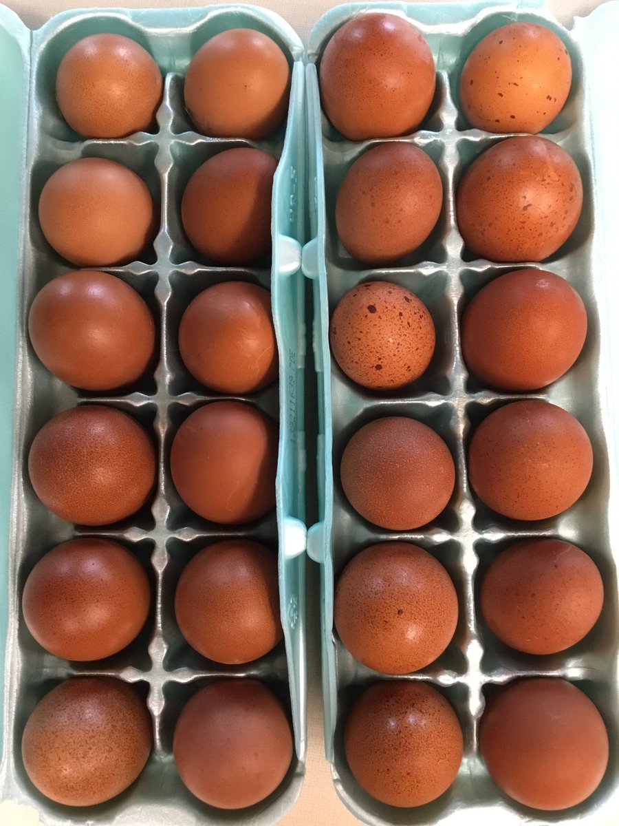 Eggs from our 23 Black and Black Copper Maran hens.