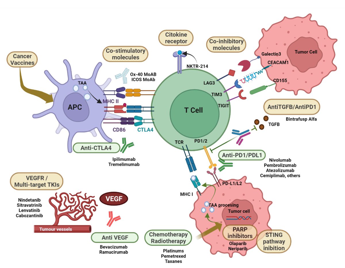 Comprehensive review of immunotherapy in advanced NSCLC without driver mutations: availble therapeutic alternatives after progression and future treatment options Authored by Dr. Jose Luis Leal and Dr. @TommyJohn00. Learn more: bit.ly/3BgDYAK