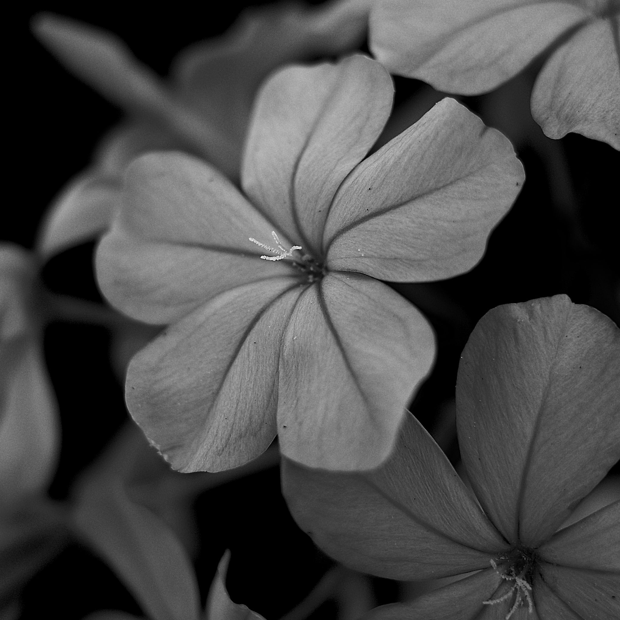 Samechan ルリマツリ Leadwort 優しい時間 Gentle Time 花 Flowers 優しい時間 Gentletime モノクロ写真 白黒写真 Monochromephotography Bnw Gr3 写真が好きな人と繋がりたい Streetphotography Blackandwhitephotography T Co