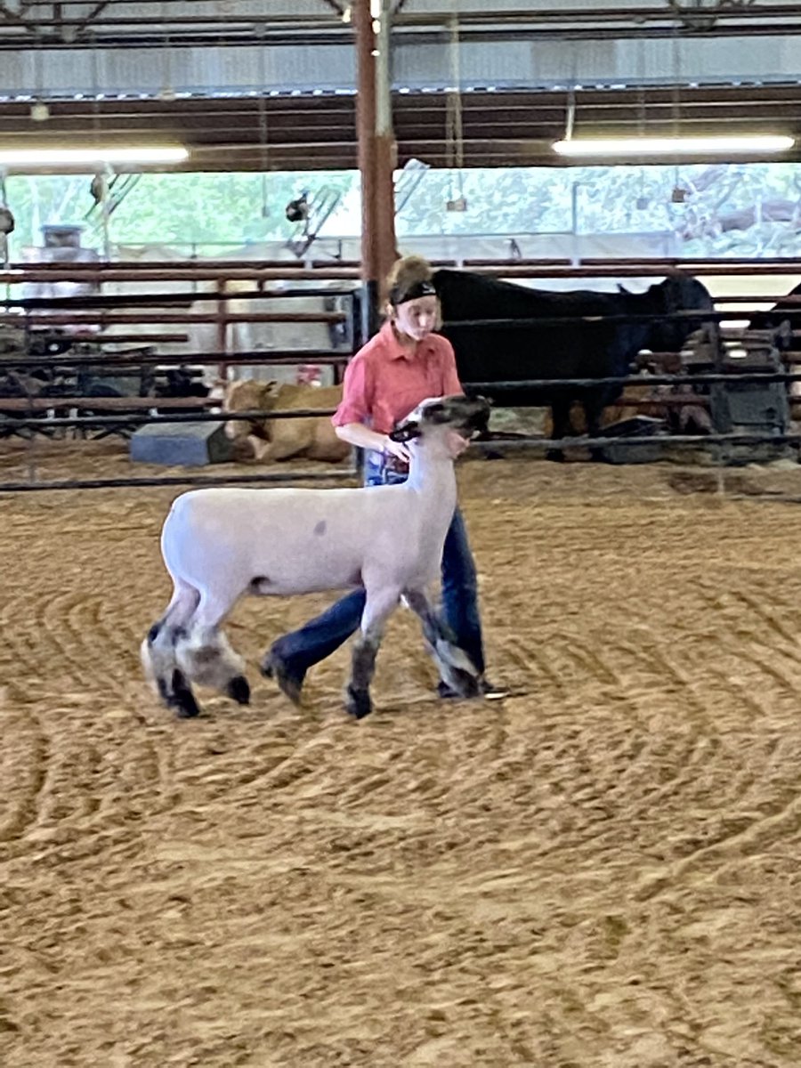 leslie_thiele1's tweet photo. Today Marlin FFA brought the A game again. Jason goeke 2nd and 4th
Lauren Macy- market lamb (1)1st place Breeding sheep- grand and reserved champion, Champion Senior showmanship. Dalton goeke- market rabbit 4th place pen.
Jaylen Williams- 4th place market Goat. @MrEtheEducator https://t.co/nvHB8fKJCm