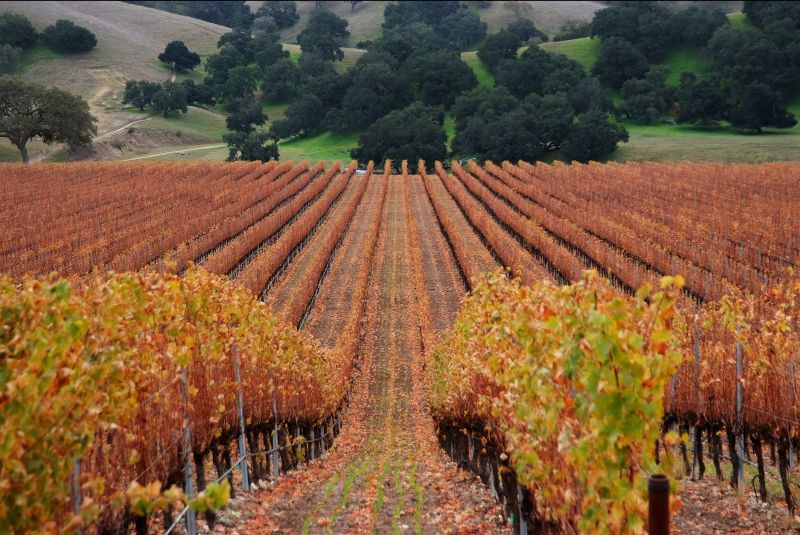 ForFriendsInn's tweet image. 🍇 Good Morning From Santa Ynez - eepurl.com/h_g7Un