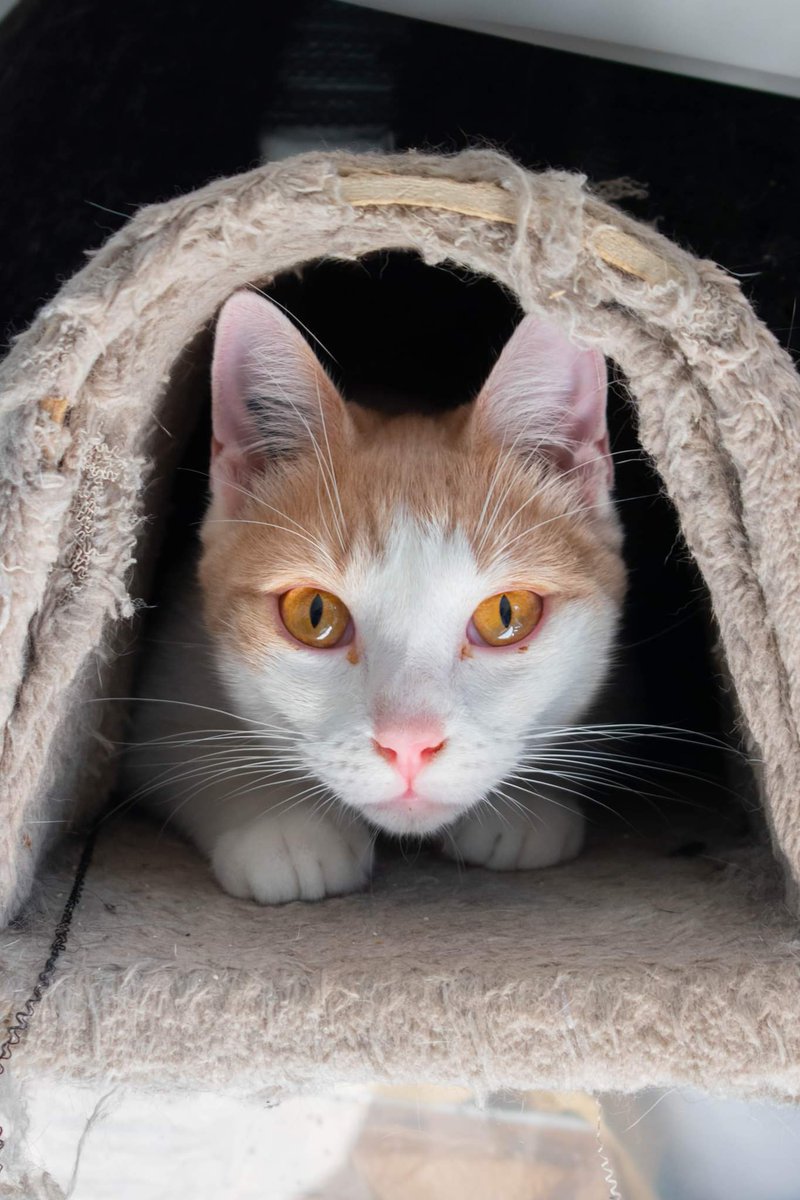 ChipiePrincesse's tweet image. À ADOPTER 
MUESLI 1 an et TINAMS 4 mois 

ensemble ou séparément !

⬇️ Déroulez le Thread pour leurs présentation, photos et plus d'informations ⬇️