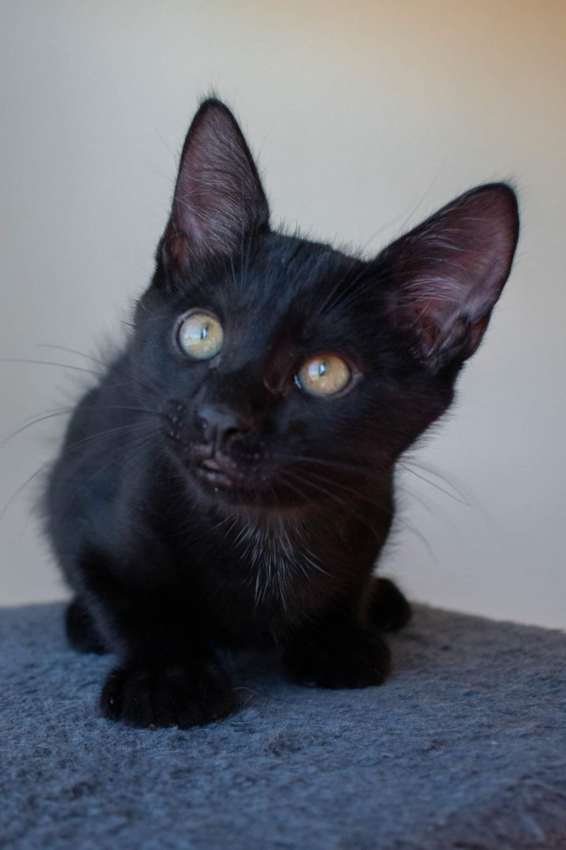 ChipiePrincesse's tweet image. À ADOPTER 
MUESLI 1 an et TINAMS 4 mois 

ensemble ou séparément !

⬇️ Déroulez le Thread pour leurs présentation, photos et plus d'informations ⬇️