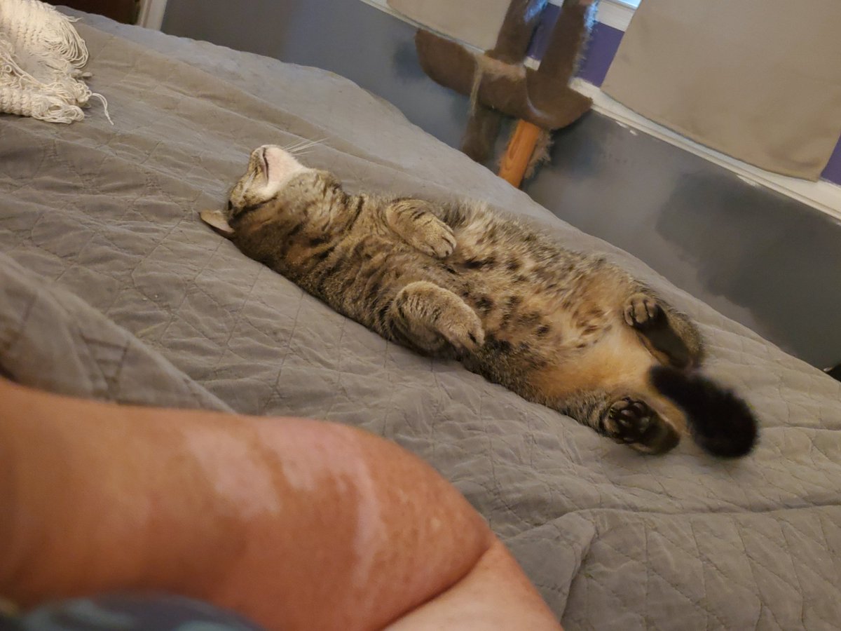 PhillipsClowder's tweet photo. Momma has been very sad lately.  She cries.  She says her is disabled but still works full time to feed us.  Vet says me Luna needs 6 teeth pulled cause of my stomatitis and momma doesn't have it.  She don't know where to find the money.  She says $600 is lots of money. https://t.co/84K5Fu9ZN9