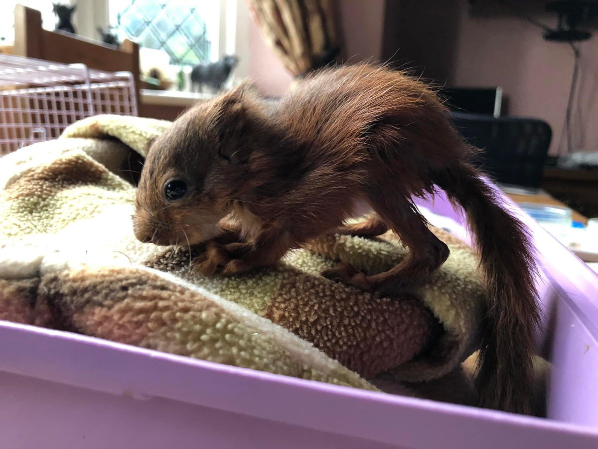 Jill a rescued and sadly injured red kitten is still in our care. Jerry and Sarah are looking after her 24/7 🐿 Her tummy is still upset but she’s on the mend. It might be some time before she gets to enjoy our outdoor pen then be realised back into the wild. Fingers crossed.