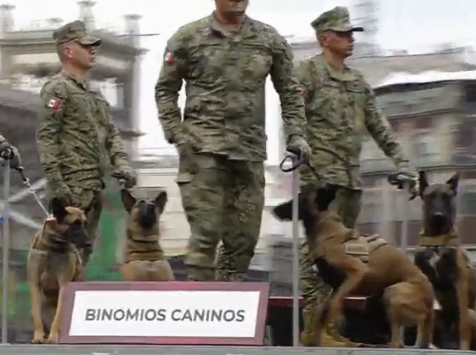 Los perritos que desfilan me dan vida. 😌🇲🇽

 #DesfileCivicoMilitar2022 #DesfileMilitar #IndependenciaDeMexico #México #MexicoIndependenceDay #Lomitos #15DeSeptiembre2022