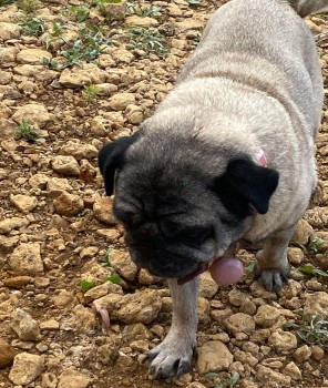 millypod1's tweet photo. ROLO HOME SAFE. THANKS FOR RT's 😊🐕🐾
🆘14 SEPT 2022 #Lost ROLO Pug Female
#Beeby #LE7 Charnwood District
#Leicestershire #Leicester SIGHTINGS PLZ*
https://t.co/4yYuYgPZBP https://t.co/kOUeck87D1