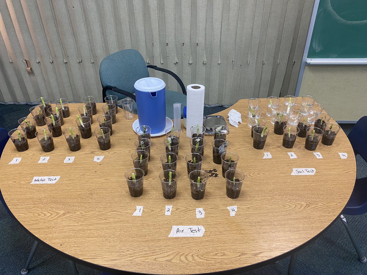 mrs_hatfield5's tweet photo. Where do plants primarily get the materials needed to grow: soil, water, sunlight, air? 5th grade students began an investigation to answer this question 🕵️ @NREVSD_Monroe https://t.co/3wUz08eEBC