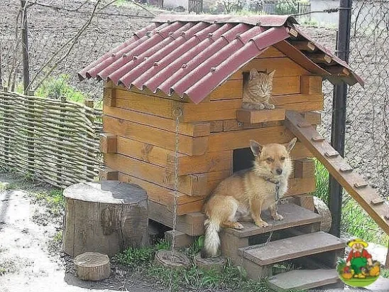 Построил дом,ищу сучку порядоШную, заботливую и работящую...