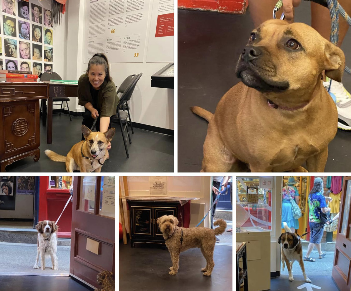 Charlayne T J On Twitter It Is That Time Again posting Cute Dogs In fan-tan-alley-victoria-vancouver-island-places-ive-been-visions