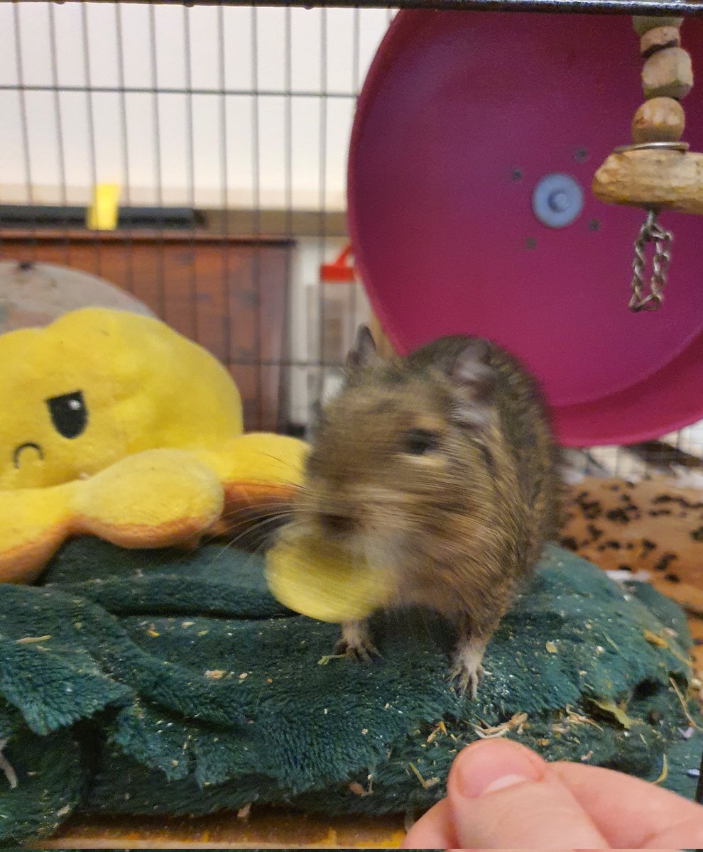 itsthebabies's tweet photo. I luv treets. I luv to sea them and get them. And eat them an gobbel them up. you wont to give me a treet so bad. Yes you do https://t.co/tyxjKSon2a