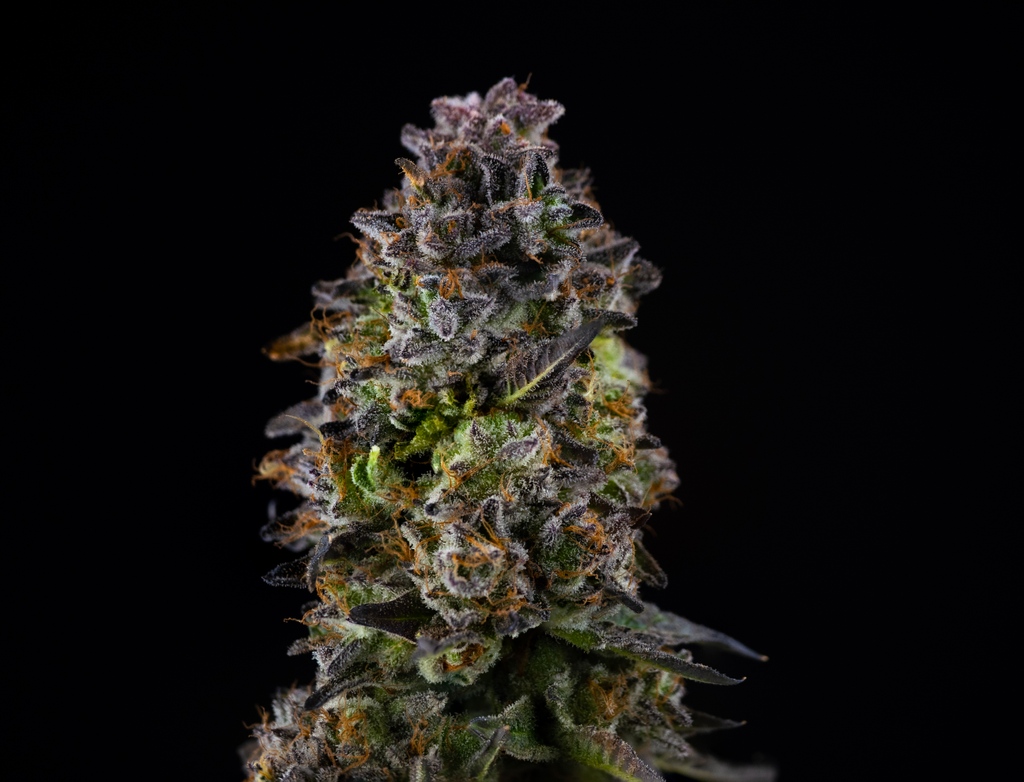GoodDayFarms's tweet photo. GTFY by Good Day Farm. #gooddayfarm #gdfflower #mmj #armmj #mommj #lammj https://t.co/xLZU3xzbh3