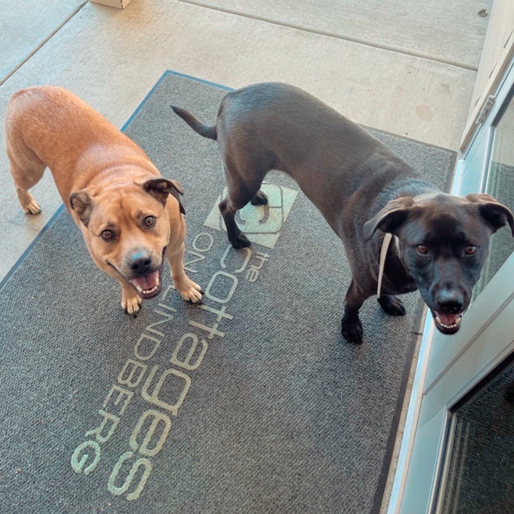Gus and Zoey are just here to remind you that we're VERY pet friendly here at The Cottages! Bring your fur friends with you for the 23-24 year🐾
.
.
#tcol #cottagelife #studenthousing #purdue #purdehousing #westlafayette #petfriendly