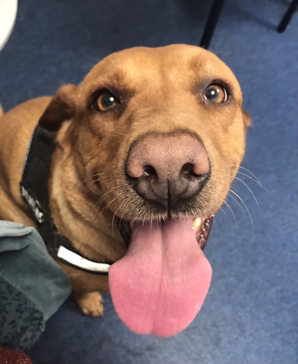 Colebrookinf's tweet photo. Mavis back in school today, listening to Year 2 readers. She’s worked hard, meeting &amp; greeting at the school gate, being on her best behaviour at all times and joining us for Celebration Assembly. Nice one Mave 👌🏼! #BKAT #schoollearningdogs #readingforpleasure 🐶 📖 https://t.co/amFmN7tltW