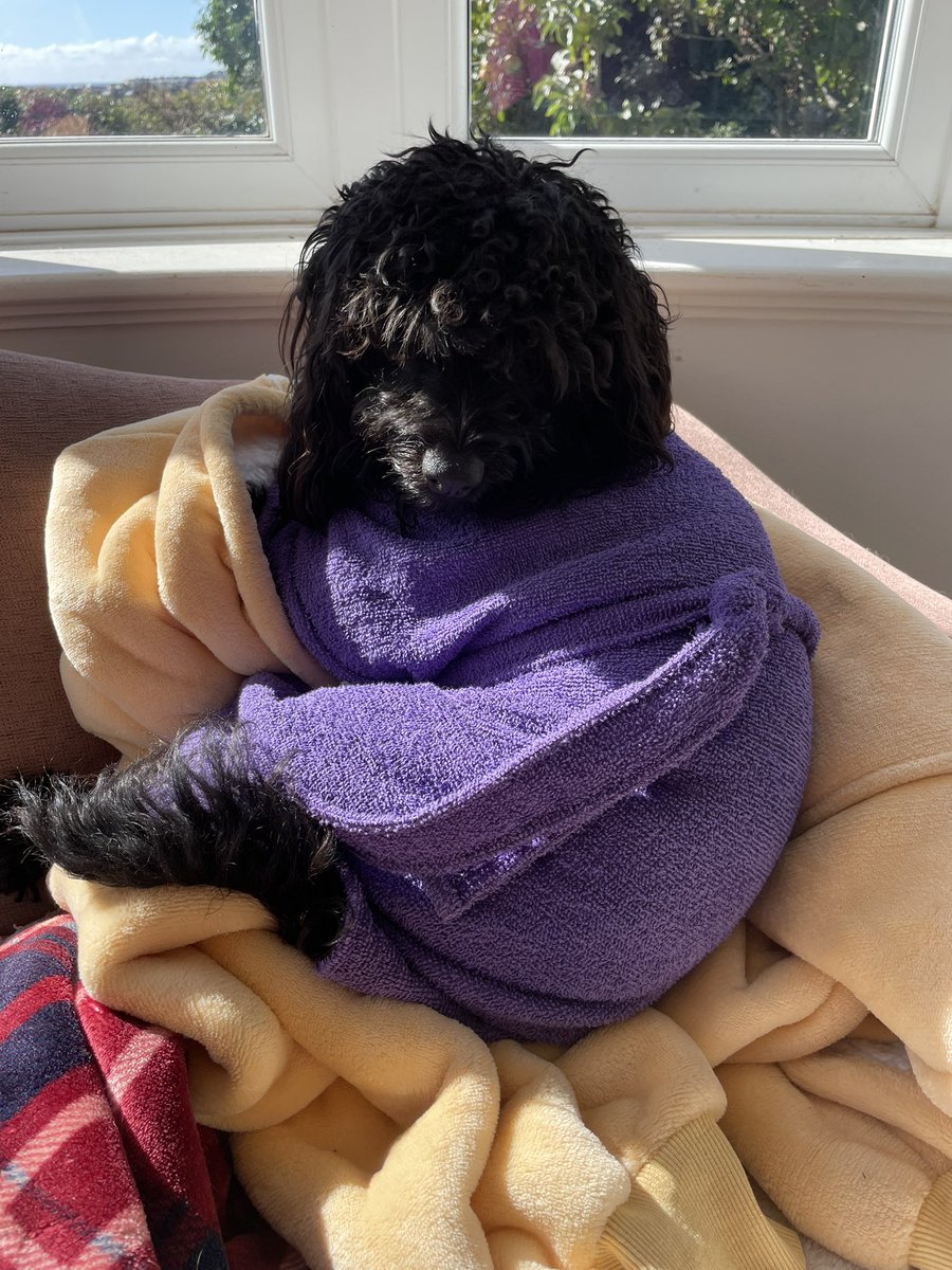 InSybill's tweet photo. I had a lovely run on the beach with one of my friends. I was so tired after so mummy put me in my dressing gown and I went to sleep on her dressing gown in the sunshine. Best day ever #DogsofTwittter #castletown #beach https://t.co/Zhv129hN6Q
