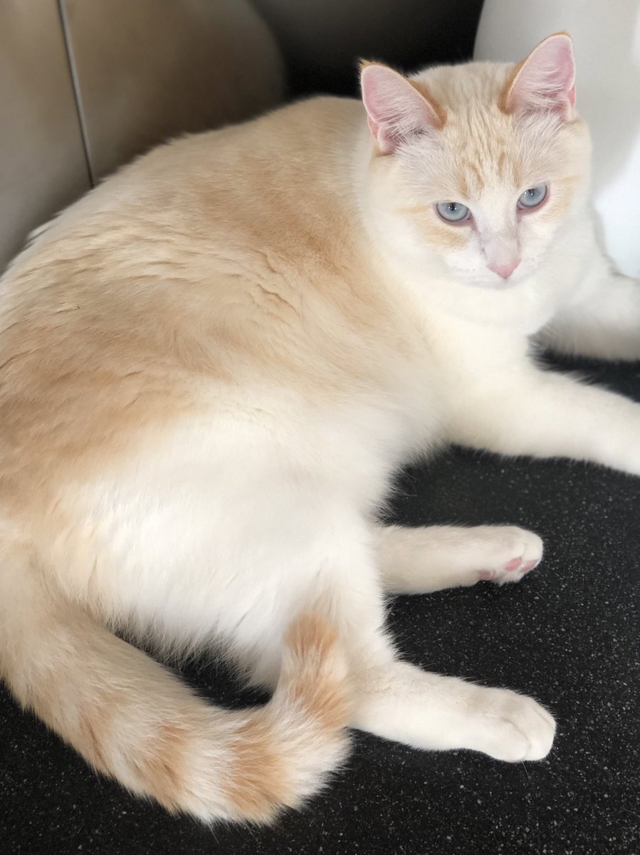 kristinknudtson's tweet photo. โจ๐ค๐ฅ๐บ๐ฅ๐คโจ
Flame Report: Looking good Pebbles!
#FridayFlames https://t.co/ih2J1EHhWJ