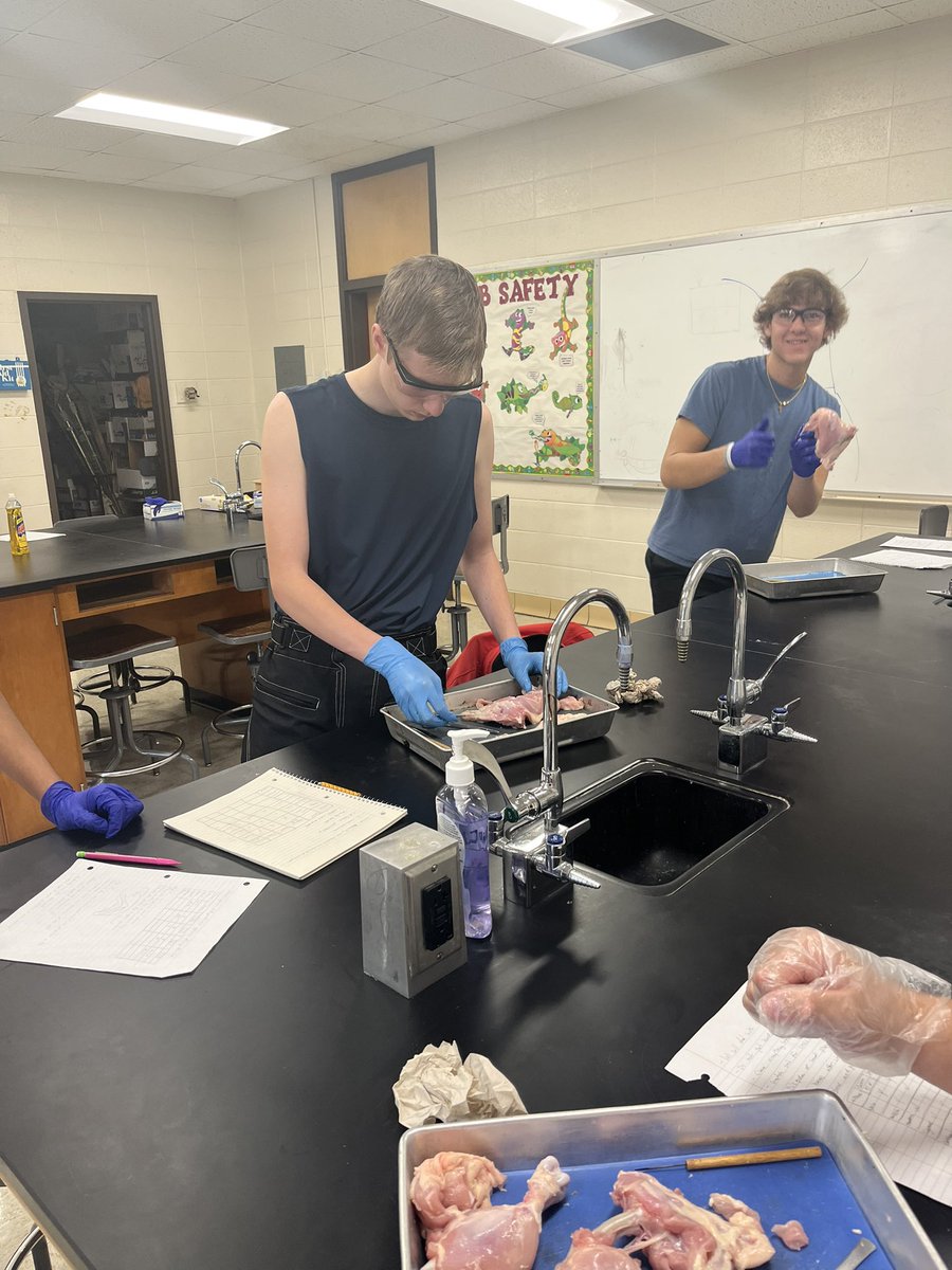 Dissection day at HHS in Ms. Kuscmas’ class!! <a href="/HallsHighTN/">Halls High School</a>