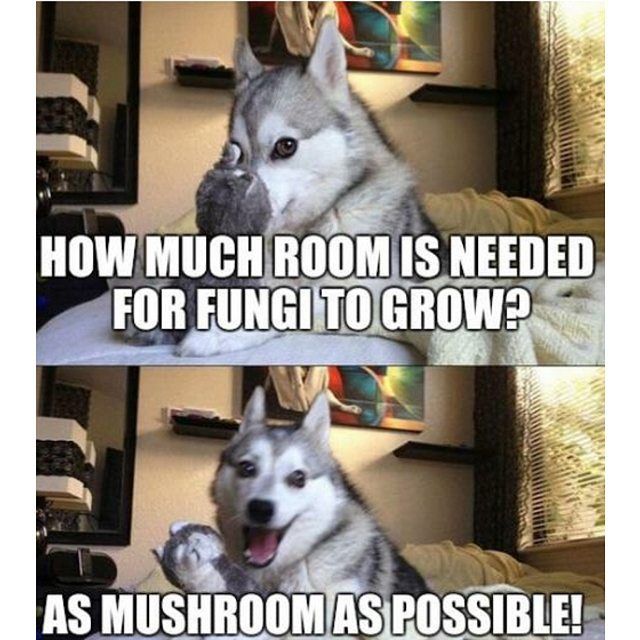 PunDoge the new doge meme that will dominate the bsc space! This is not just a meme, this is a token with true utility. 
3d NFTs/ STAKING and SWAP coming soon! 

pundoge.site 
t.me/Pundoge 
#PUNDOGE #doge #bscgem #memetoken