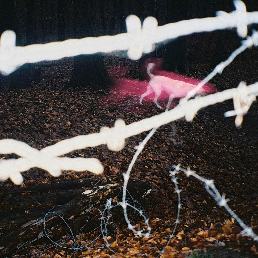 BrooklynVegan tweet media