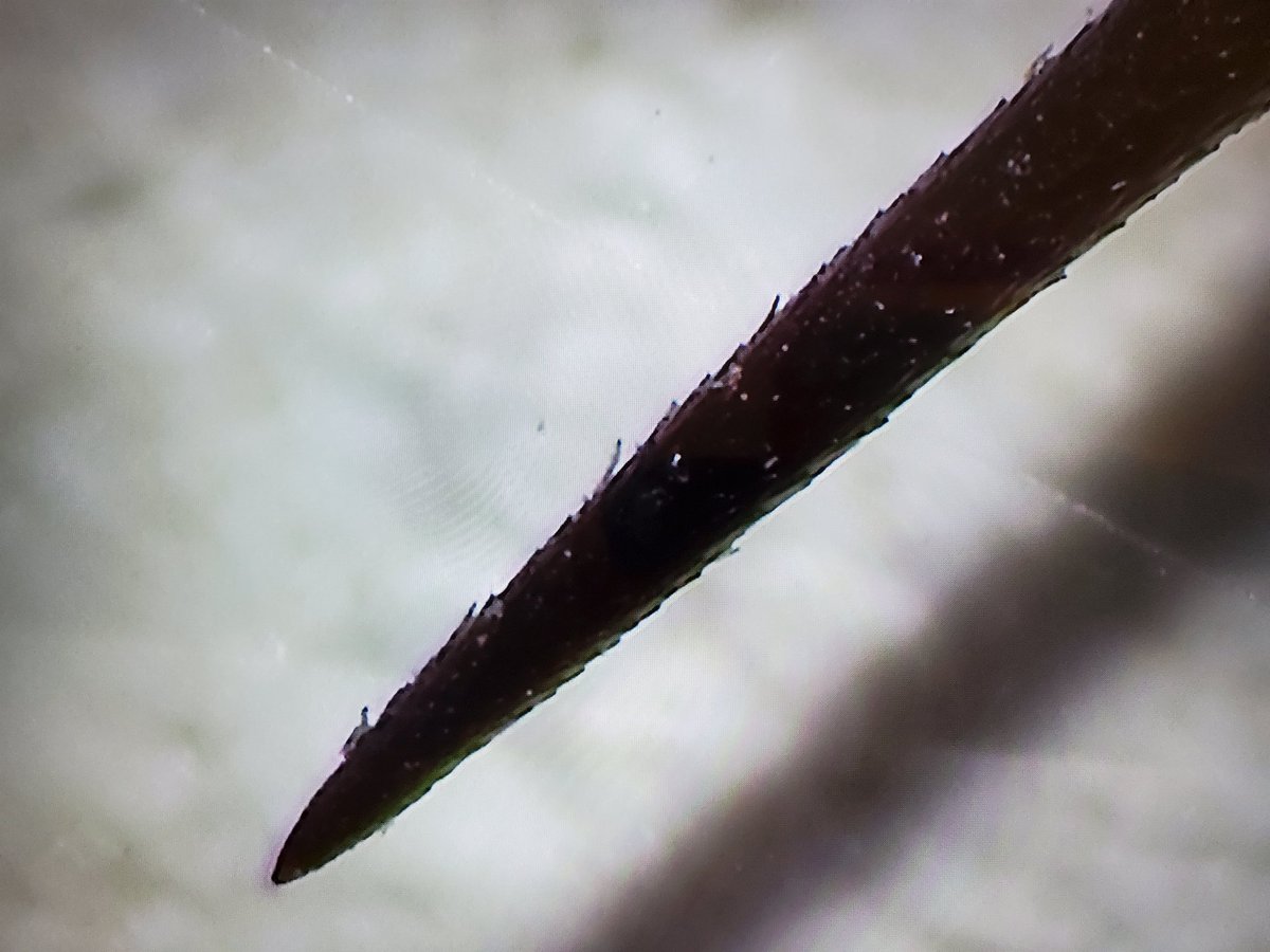 Nova Scotia Museum on Twitter "RT MNH_Naturalists A close look at