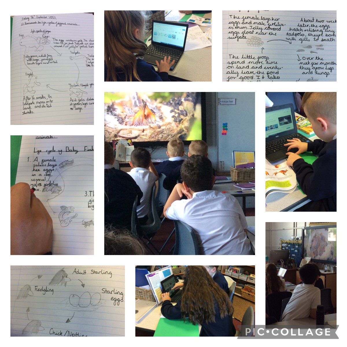 ABCPschool's tweet photo. #Class6O have enjoyed researching the life cycles of different animals this afternoon. We have used new vocabulary confidently and enjoyed using the laptops. #ABScience #ABComputing https://t.co/WscAJWnDyf