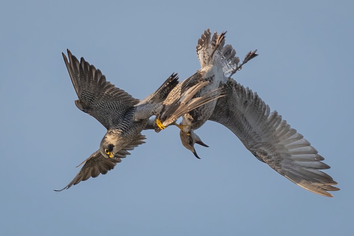 manxmannin's tweet photo. Peregrine Falcon vs Herring Gull strike 2 #isleofman #NaturePhotograhpy https://t.co/cEZTjqcVRQ
