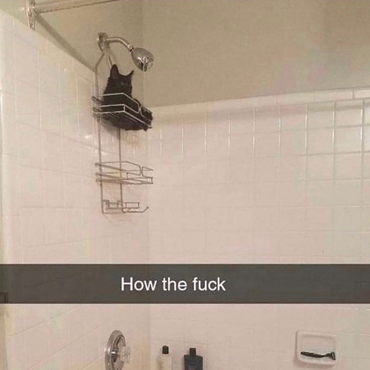 Take Meow Hand (@take_meow_hand) on Twitter photo 