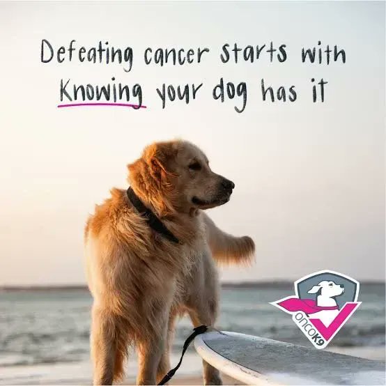 ERICvsCANCER's tweet photo. What can I do to help prevent my dog from getting cancer?

Good oral care can help decrease oral cancers. And if you’re buying a purebred dog, check its line to see if there’s a specific kind of cancer in that breed’s line.

https://t.co/6DcbW0yxXj

#ERICvsCancer
#PetswithCancer https://t.co/mN0iHsSx6m