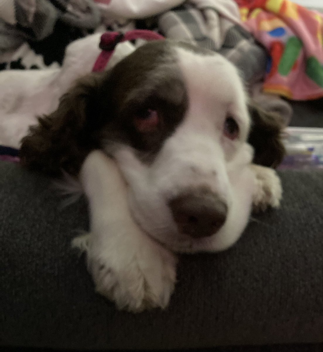 roxerdoxer13's tweet photo. Happy Friday frens, well for you guys anyway. I was bamboozled as soon as I woke up. Bam into the bath I went and I’m told we are going a new V-E-T for my knee, bladder and ear! I thought mom stayed home to 🥰.😭😤 anyone want to hide me. #seniordogs #DogsofTwittter #bamboozeled https://t.co/n5knX1vEqt