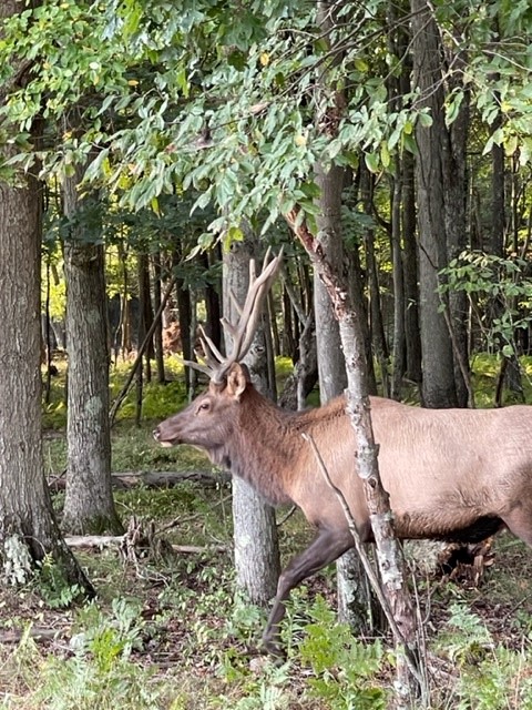 NEPA_Alliance's tweet photo. This week the NEPA Alliance had the opportunity to join partners from the 7 LDD's in the breathtaking region of @ThePAwilds hosted by @NCPCommission with stakeholders @GayleManchin @ARCgov @PADCEDnews to see investments in action. Congratulations @pennhighlandshc #ARCPower grant https://t.co/q3i7OuGjNo