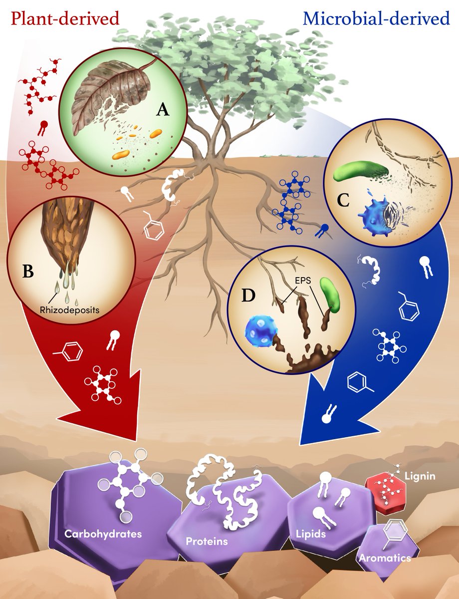 Our new paper “Clarifying the evidence for microbial- and plant-derived soil organic matter, and the path toward a more quantitative understanding” is out now in GCB! w/ @sgrandysoil @NoahSokol @JessErnakovich @KeiluweitLab Rich Smith & @seritafrey onlinelibrary.wiley.com/doi/10.1111/gc…