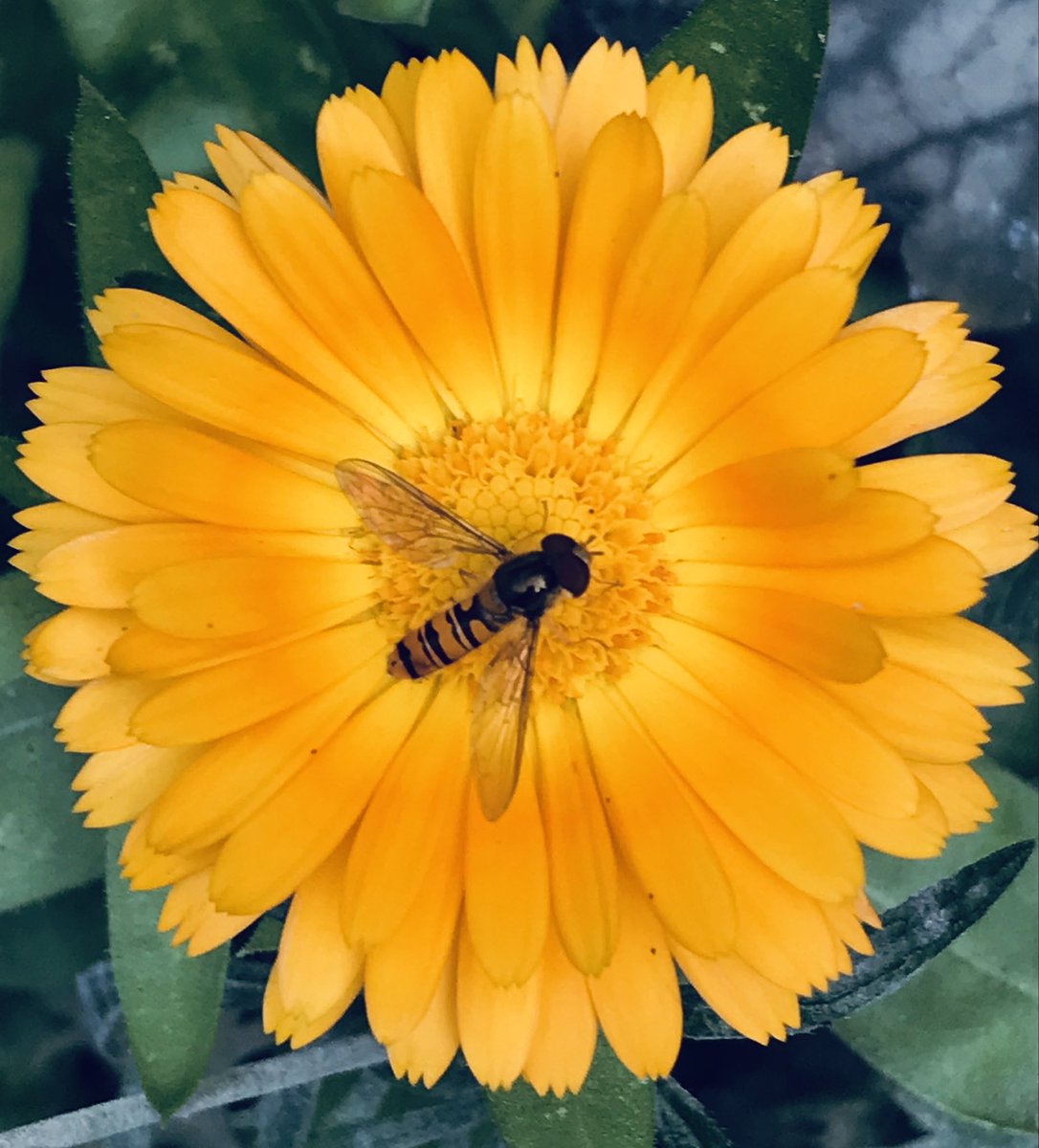 The wonderful colors of the #calendula flowers, proving irresistible to the #hoverflies in the back garden. #bugsarecool #polinators #nature #gardeningforwildlife