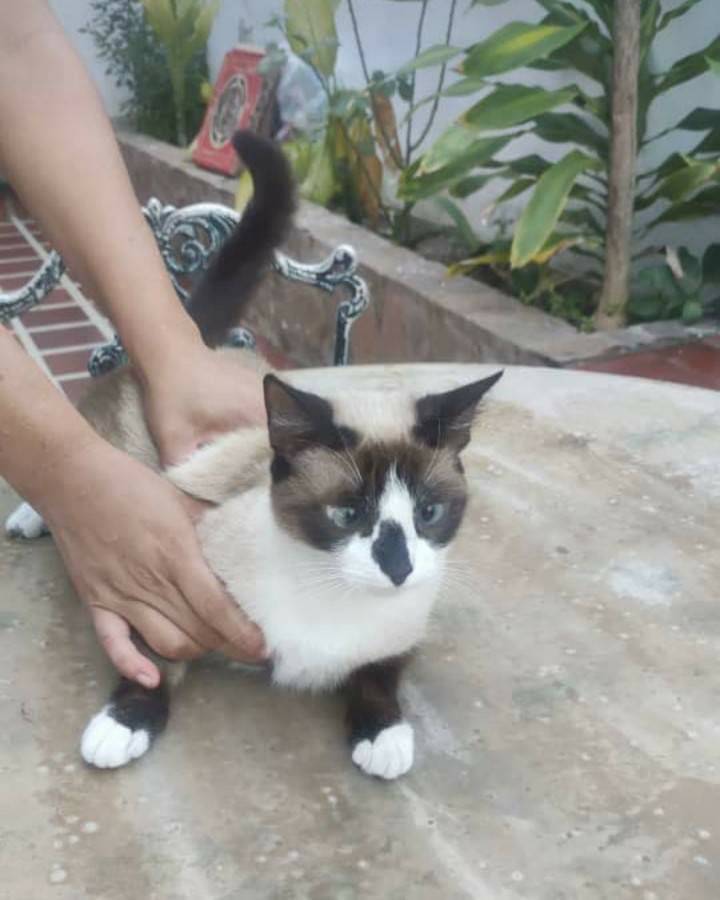 En adopción responsable en Barquisimeto está hermosa gatita joven. Información al +58 424-5154155