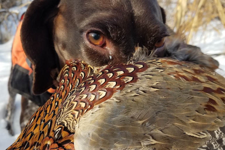 Pheasants Forever tweet media