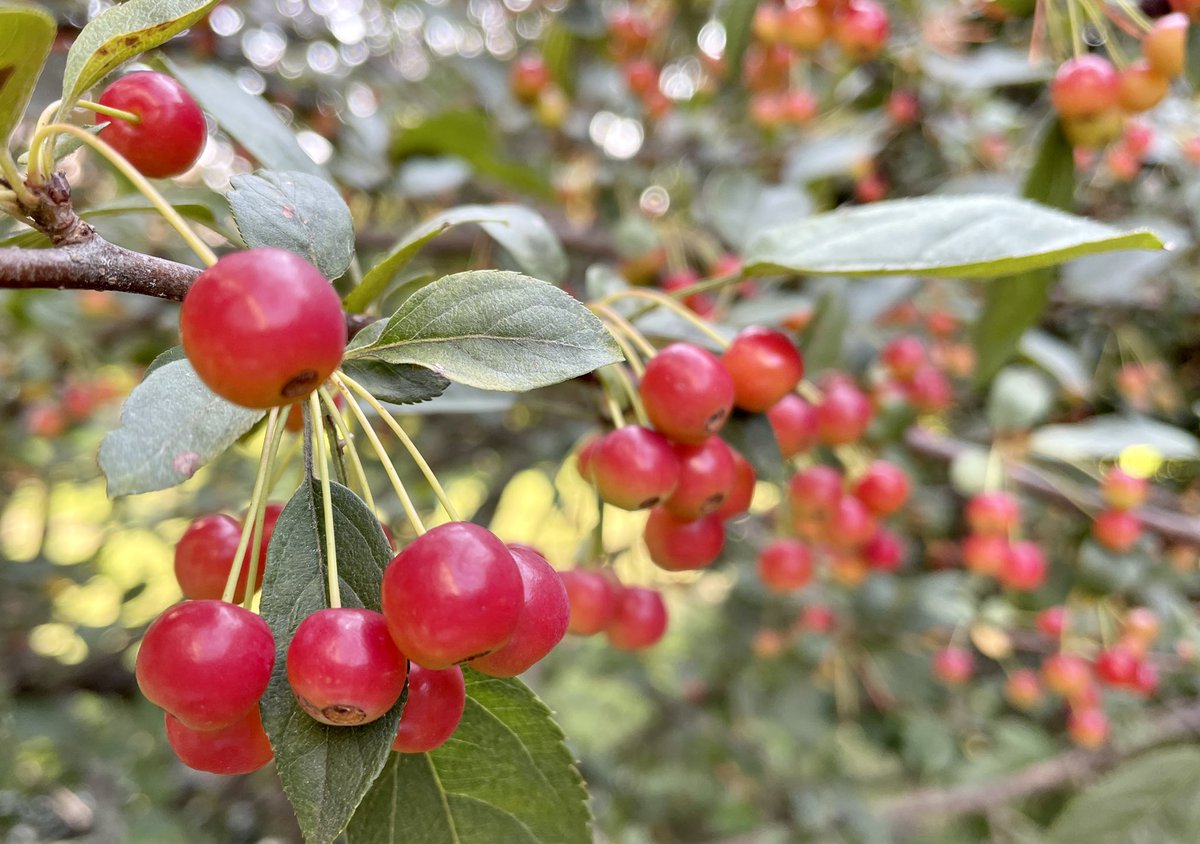 pale and shy no more 
the berries are out and proud 
in their autumn red 
#Haiku #Poetry