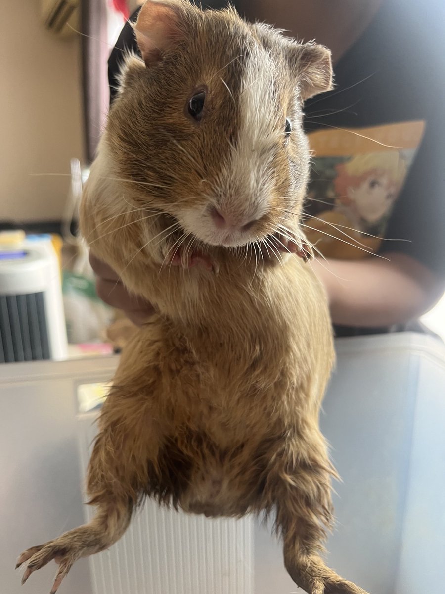 petaccount01's tweet photo. 里親さんからご連絡を頂き、
ベアくんが虹の橋を渡ってしまった事を知りました。

まだ生後5ヶ月という短い期間だったのに…
亡くなる数時間前までは元気に遊んでいたそうでいきなりの事でした。

里親さんには代わりに看取って頂いて感謝しています｡｡｡

ベア… おつかれさま、ゆっくり休んでね。 https://t.co/l1PbwvkfUn